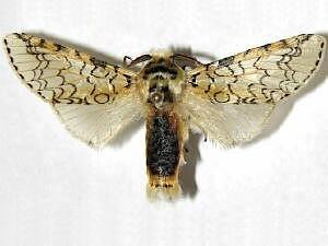 Americerura rarata